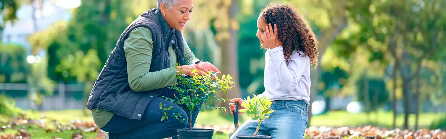 Tuinplanten die ook in de winter groen blijven