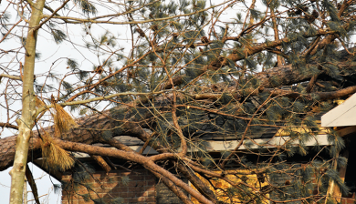 Omgewaaide boom op huis buren