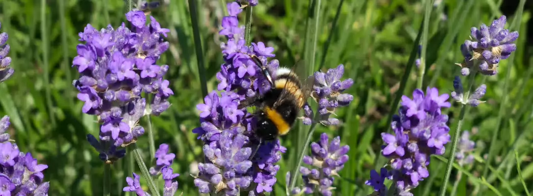 Op safari in eigen tuin