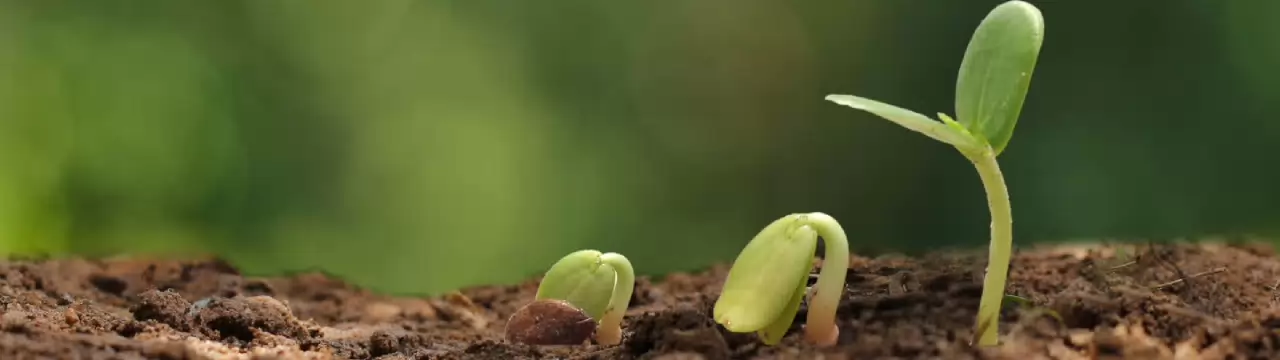 Biodiversiteit: Klaverblad maakt verschil