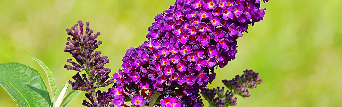 Beplanting voor meer vogels en vlinders in je tuin